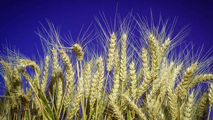 Ein Weizenfeld vor Nachthimmel