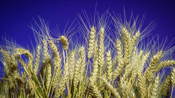 Ein Weizenfeld vor Nachthimmel