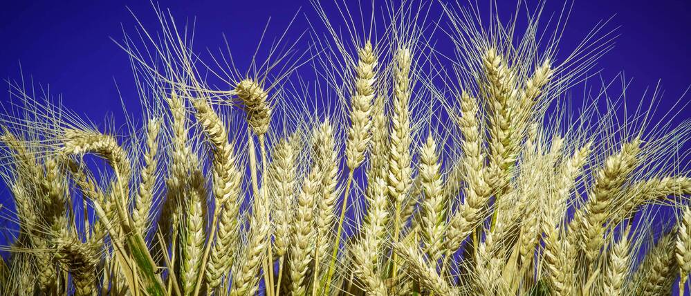 Ein Weizenfeld vor Nachthimmel