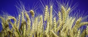 Ein Weizenfeld vor Nachthimmel