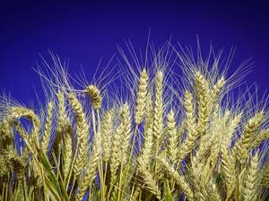 Ein Weizenfeld vor Nachthimmel