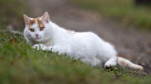 ARCHIV - 01.02.2022, Brandenburg, Reitwein: Eine weiß-rote Katze liegt auf einem Feldweg. (zu dpa: «Katzen mit Vogelgrippe – was Haustierhalter beachten sollten») Foto: Monika Skolimowska/dpa-Zentralbild/dpa +++ dpa-Bildfunk +++