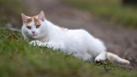 ARCHIV - 01.02.2022, Brandenburg, Reitwein: Eine weiß-rote Katze liegt auf einem Feldweg. (zu dpa: «Katzen mit Vogelgrippe – was Haustierhalter beachten sollten») Foto: Monika Skolimowska/dpa-Zentralbild/dpa +++ dpa-Bildfunk +++