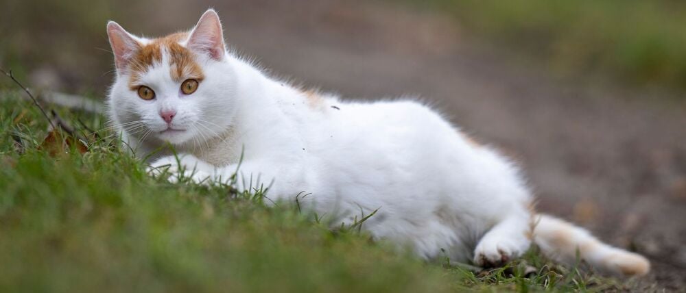 ARCHIV - 01.02.2022, Brandenburg, Reitwein: Eine weiß-rote Katze liegt auf einem Feldweg. (zu dpa: «Katzen mit Vogelgrippe – was Haustierhalter beachten sollten») Foto: Monika Skolimowska/dpa-Zentralbild/dpa +++ dpa-Bildfunk +++