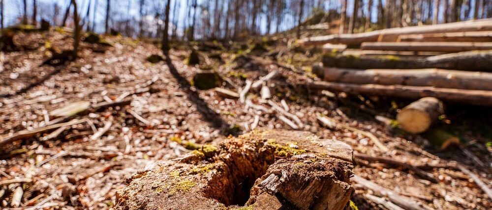 Die EU-Entwaldungsverordnung wird nach Druck auf der Wirtschaft abgeschwächt. (Symbolbild)