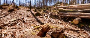 Die EU-Entwaldungsverordnung wird nach Druck auf der Wirtschaft abgeschwächt. (Symbolbild) 