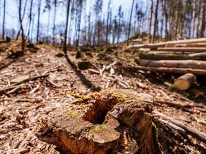 Die EU-Entwaldungsverordnung wird nach Druck auf der Wirtschaft abgeschwächt. (Symbolbild) 
