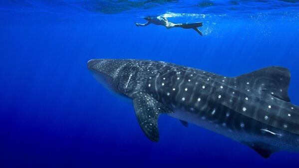Unter anderem für den Wahlhai beschloss die Weltartenkonferenz in Samarkand ein kommerzielles Handelsverbot. (Archivbild)