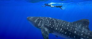 Unter anderem für den Wahlhai beschloss die Weltartenkonferenz in Samarkand ein kommerzielles Handelsverbot. (Archivbild)