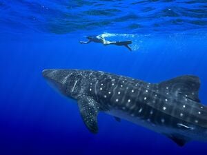 Unter anderem für den Wahlhai beschloss die Weltartenkonferenz in Samarkand ein kommerzielles Handelsverbot. (Archivbild)