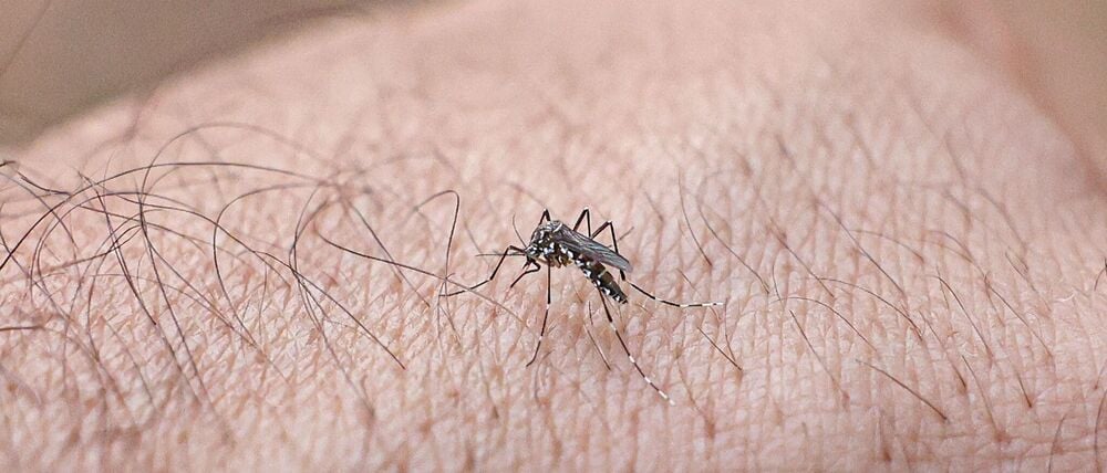 Chikungunyafieber kann durch Mückenstiche ausgelöst werden. (Symbolbild)