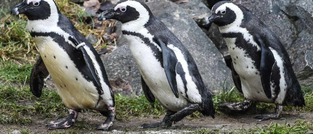 Brillenpinguine im Tierpark Berlin