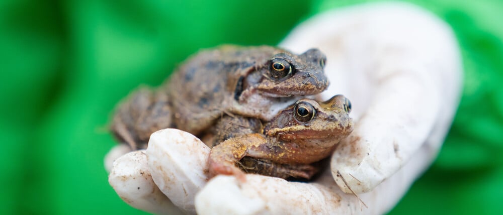 Zwei Grasfrösche im Paarungsmodus. Oder sind es doch Kröten?
