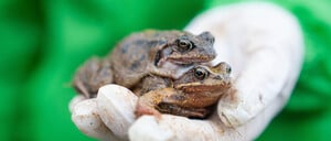 Zwei Grasfrösche im Paarungsmodus. Oder sind es doch Kröten?