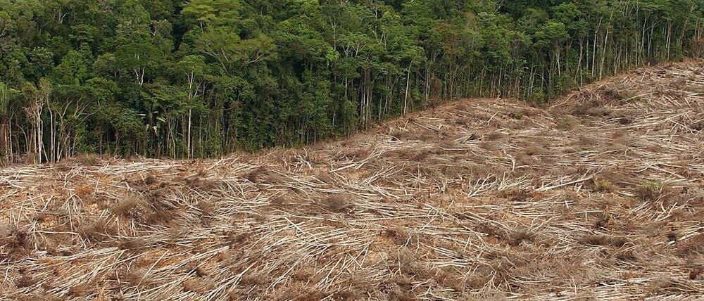 Abholzung des Regenwalds im Amazonasgebiet in Brasilien.