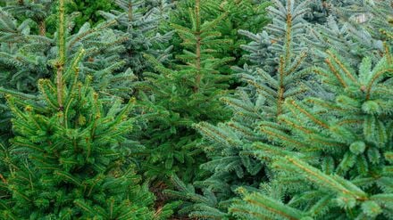 Die Polizei ermittelt wegen Diebstahls. (Symbolbild)