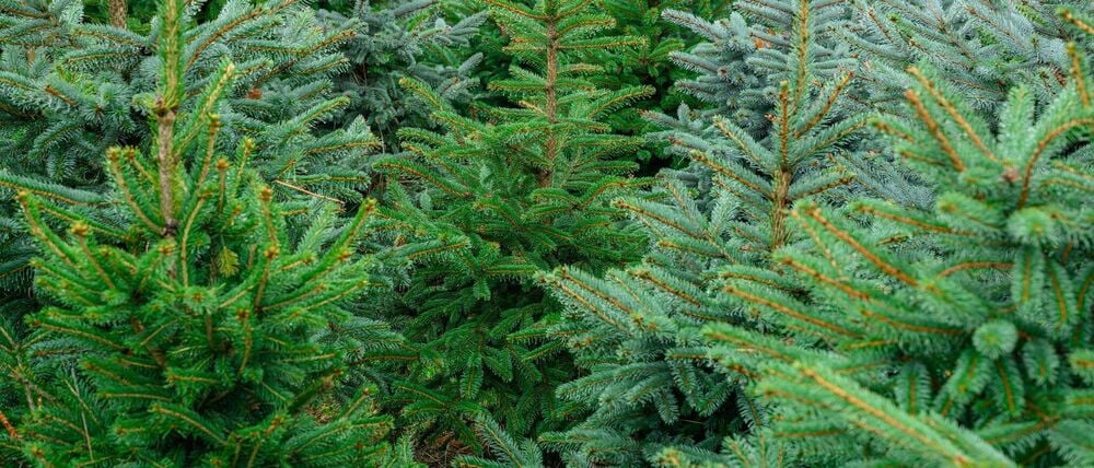 Die Polizei ermittelt wegen Diebstahls. (Symbolbild)