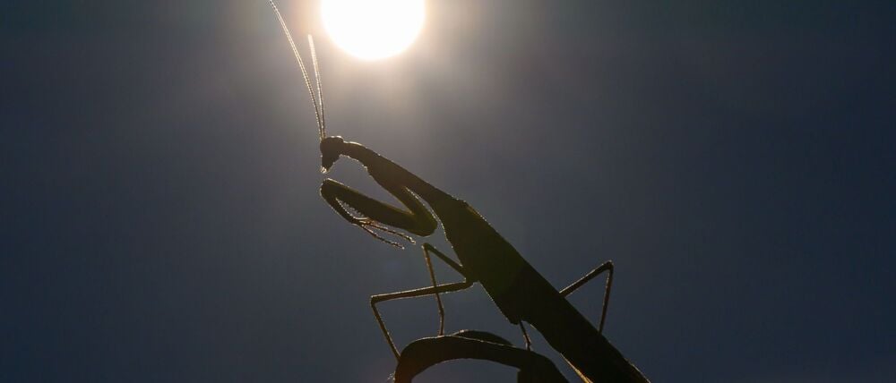 Das Jahr 2025 dürfte eines der drei heißesten werden. (Archivbild)