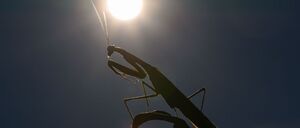 Das Jahr 2025 dürfte eines der drei heißesten werden. (Archivbild)