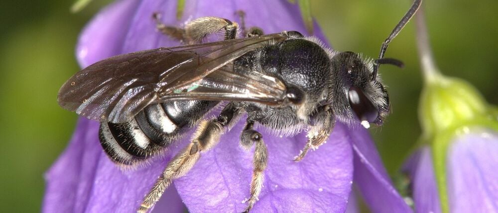 Die Glockenblumen-Schmalbiene ist deutlich kleiner als eine Honigbiene.