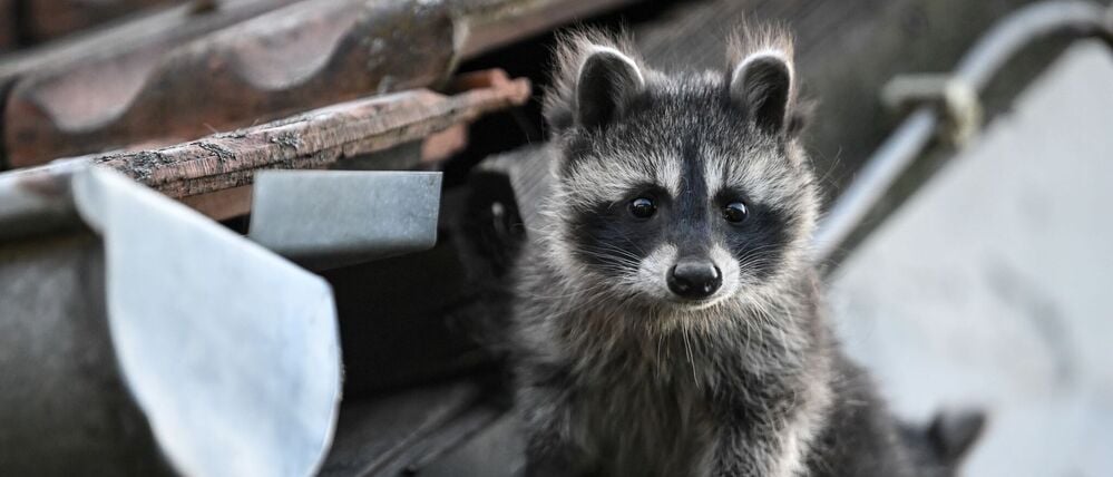 Waschbären vermehren sich weiter in Berlin und bedrohen den Amphibienbestand.