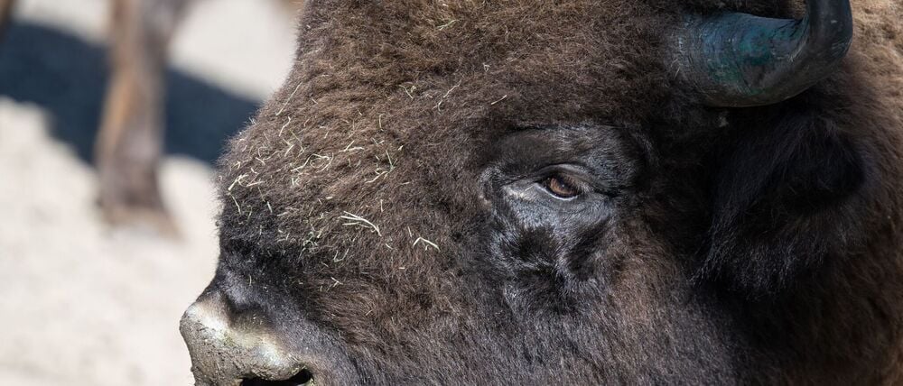 Das Wisent ist auch als Europäisches Bison bekannt. (Symbolbild)