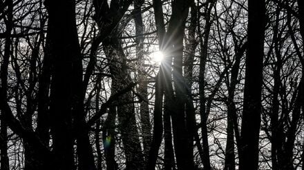 In Berlin und Brandenburg bleibt das Wetter mild.