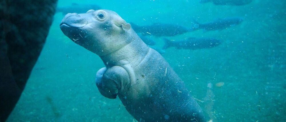 Noch ist der kleine Bulle namenlos. (Archivbild)