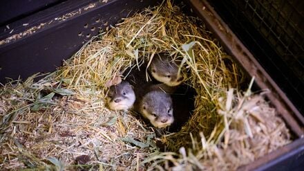 Die vier kleinen Otter bringen derzeit etwa 500 Gramm auf die Waage.