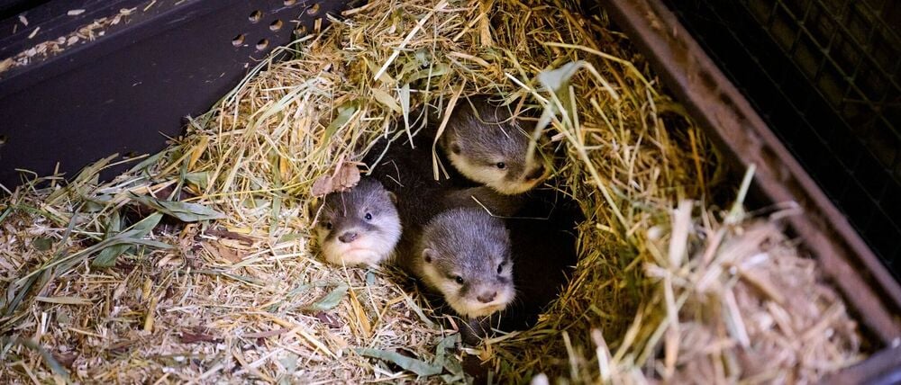 Die vier kleinen Otter bringen derzeit etwa 500 Gramm auf die Waage.
