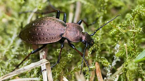 Der Bergwald-Laufkäfer (Carabus sylvestris).