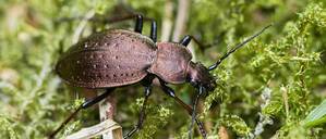 Der Bergwald-Laufkäfer (Carabus sylvestris).