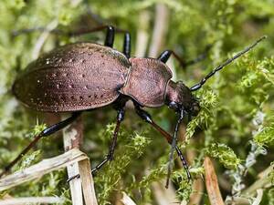 Der Bergwald-Laufkäfer (Carabus sylvestris).