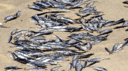 Fischsterben