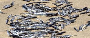 Fischsterben
