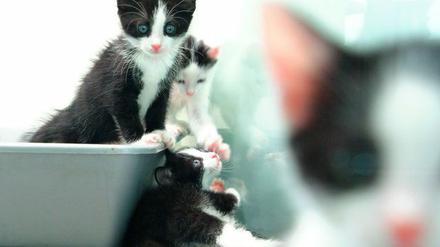 Tierheim-Katzen