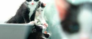 Tierheim-Katzen