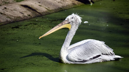 Krauskopfpelikan im Zoo Leipzig (Bild vom 19. November 2022).
