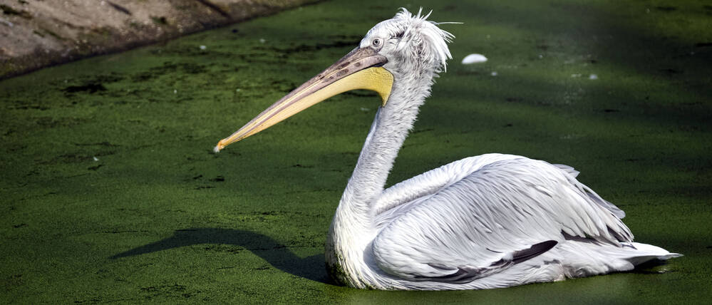 Krauskopfpelikan im Zoo Leipzig (Bild vom 19. November 2022).