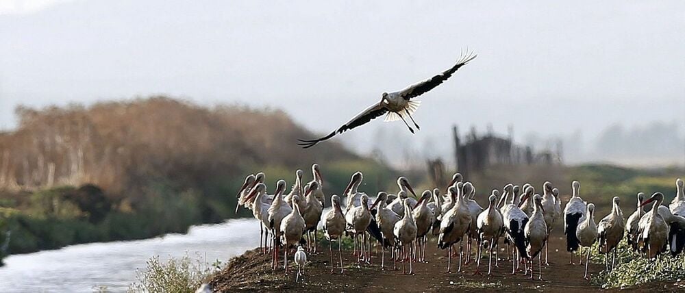 Südlich von Madrid sind rund 400 an der Vogelgrippe verendete Weißstörche geborgen worden.