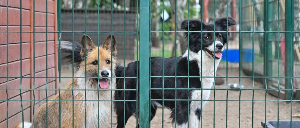Keine Tiere verschenken - das rät Brandenburgs Landestierschutzbeauftragte Anne Zinke. (Symbolfoto)