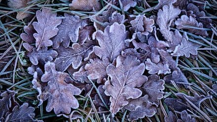 In der Nacht zum Dienstag kann es laut Deutschem Wetterdienst (DWD) gebietsweise zu leichtem Frost bis minus zwei Grad kommen. (Symbolfoto)