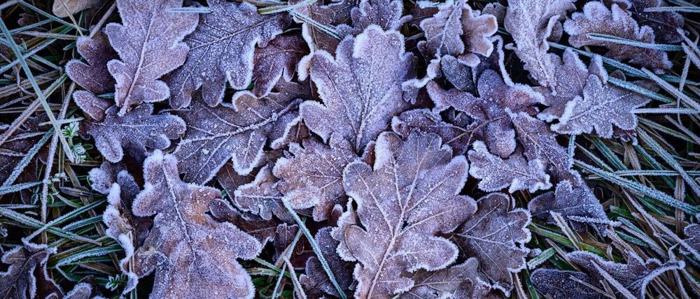 In der Nacht zum Dienstag kann es laut Deutschem Wetterdienst (DWD) gebietsweise zu leichtem Frost bis minus zwei Grad kommen. (Symbolfoto)