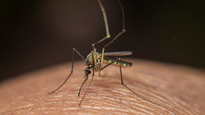 Zoo-Tech: Einen Aedes-Mücke tut, was Mücken so tun.