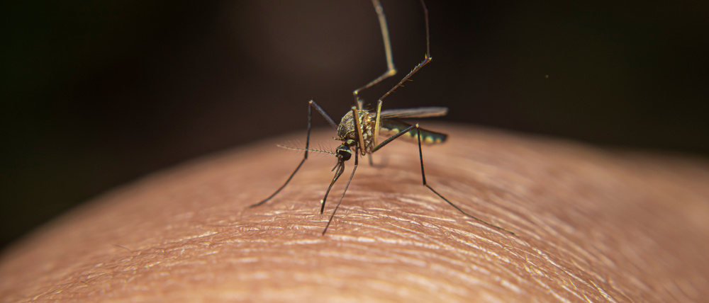 Zoo-Tech: Einen Aedes-Mücke tut, was Mücken so tun.