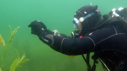 Ein Taucher beim Fotografieren einer Wasserpflanze im Stechlinsee.
