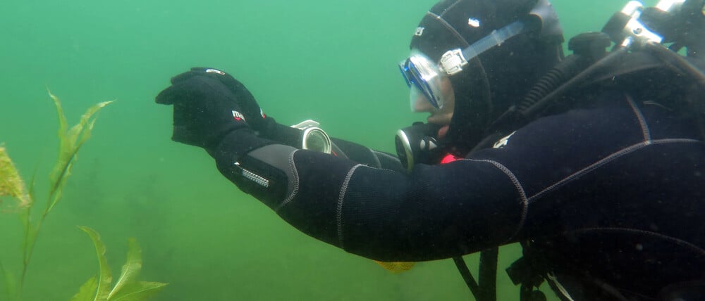 Ein Taucher beim Fotografieren einer Wasserpflanze im Stechlinsee. 