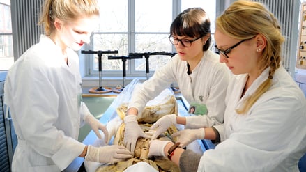 Medizinstudierende nehmen am Anatomiekurs bei Dr. med. Martina Plaschke im Fächerverbund Anatomie der Charité in Berlin-Mitte teil. 