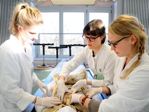 Medizinstudierende nehmen am Anatomiekurs bei Dr. med. Martina Plaschke im Fächerverbund Anatomie der Charité in Berlin-Mitte teil. 