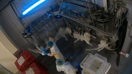 Die Aufnahme zeigt, wie ein Mitarbeitender eines Geflügelschlachthofs eine lebende Gans grob am Kopf misshandelt.